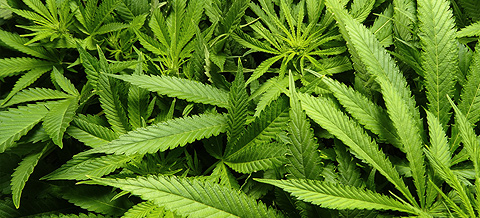 Discover Brazil's first cannabis club, an initiative for independence, quality and savings!