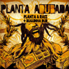Planta e Raiz - Planta ADubada