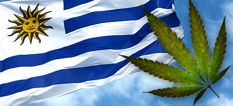 LEGALIZARAM! A tão polêmica maconha será liberada no Uruguai! Confira no Surforeggae!